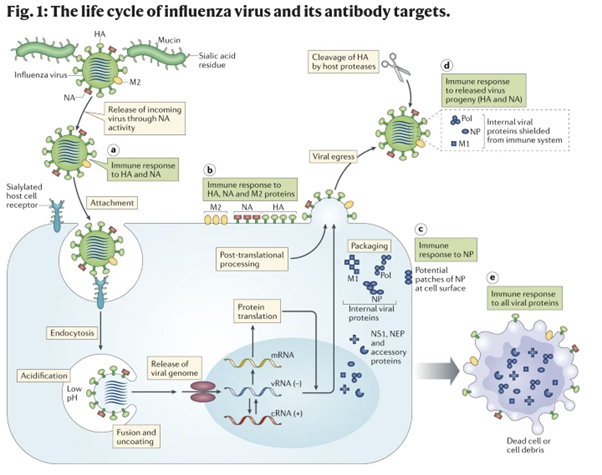 Nat Rev Immunol 19, 383–397 (2019) (2)