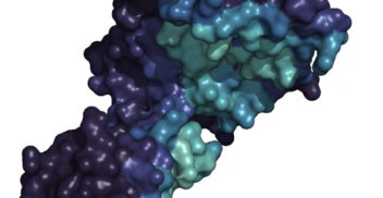 BioCLIP, a self-supervised contrastive learning framework for generating Protein Structure Models (PSMs) based on Protein Language Models (PLMs) like ESM2