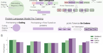 Exploring Genomic Language Models on Protein Downstream Tasks