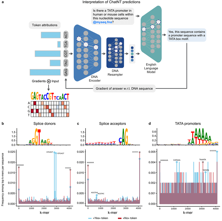Figure 3: Illustration of ChatNT’s interpretability capabilities: For a given input question and DNA sequence, we compute the gradients of each predicted English token towards every input DNA token. b-d) Sequence features extracted from ChatNT for the tasks (b) splice donors, (c) splice acceptors and (d) TATA promoter. Shown are (top) the consolidated sequence motifs with the y-axis as bits and (bottom) the k-mer spectrum across sequences per task.